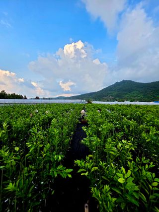 민성종묘(감귤묘목)님의 귤 · 영농일지 작성글 사진