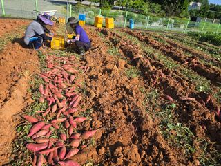 심기정님의 고구마 · 영농일지 작성글 사진