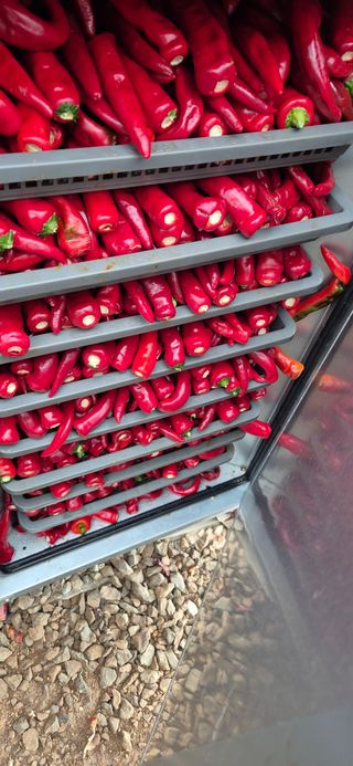 매실21434님의 고추 · 영농일지 작성글 사진