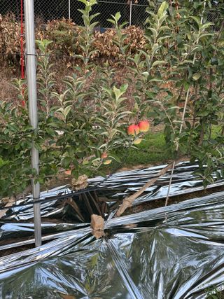 임영택님의 사과 · 영농일지 작성글 사진