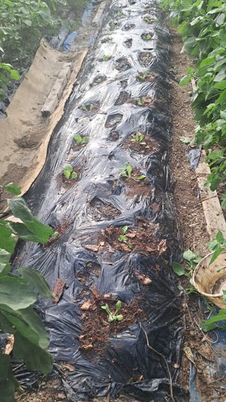 울산연안님의 기타작물 · 영농일지 작성글 사진