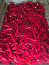 팜모닝 기타작물·영농일지 게시글 이미지