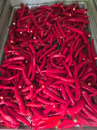 윤자용11대임후회장님의 기타작물 · 영농일지 작성글 사진