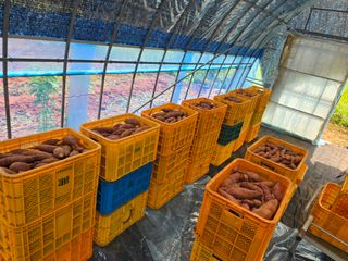 심기정님의 고구마 · 영농일지 작성글 사진