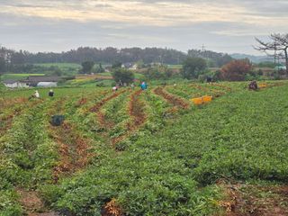 땅콩.감자.5734님의 기타작물 · 영농일지 작성글 사진