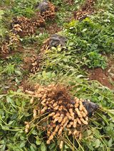 팜모닝 기타작물·영농일지 게시글 이미지