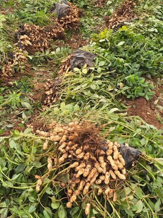 땅콩.감자.5734님의 기타작물 · 영농일지 작성글 사진