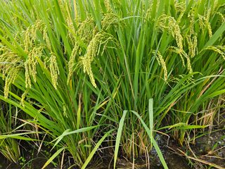 넥스젠님의 벼 · 영농일지 작성글 사진