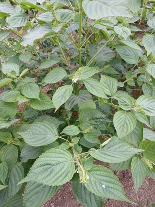 강지현님의 들깨 · 영농일지 작성글 사진