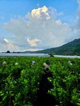 팜모닝 귤·영농일지 게시글 이미지