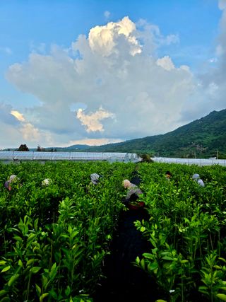 민성종묘(감귤묘목)님의 귤 · 영농일지 작성글 사진