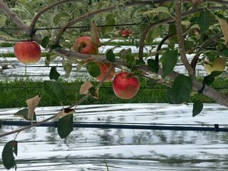 임영택님의 사과 · 영농일지 작성글 사진