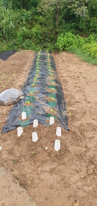 김영진님의 배추 · 영농일지 작성글 사진