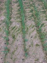 팜모닝 파·영농일지 게시글 이미지