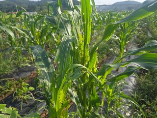 박정원님의 옥수수 · 영농일지 작성글 사진