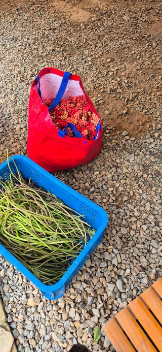 매실21434님의 고추 · 영농일지 작성글 사진