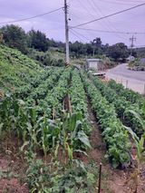 팜모닝 기타작물·영농일지 게시글 이미지