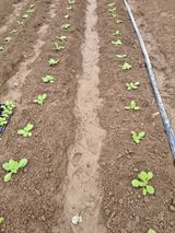 팜모닝 기타작물·영농일지 게시글 이미지