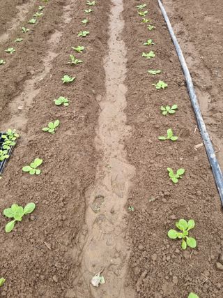 양파16728님의 기타작물 · 영농일지 작성글 사진