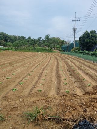 딸기10123님의 배추 · 영농일지 작성글 사진