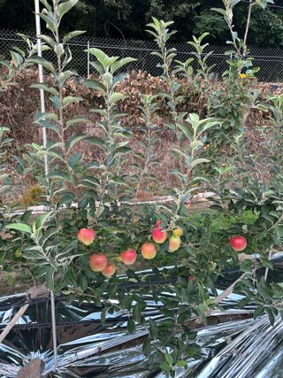 임영택님의 사과 · 영농일지 작성글 사진