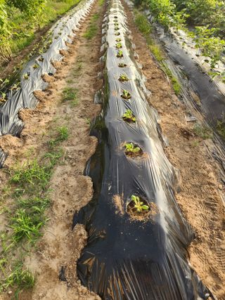김영숙님의 배추 · 영농일지 작성글 사진