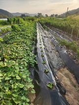 팜모닝 배추·영농일지 게시글 이미지