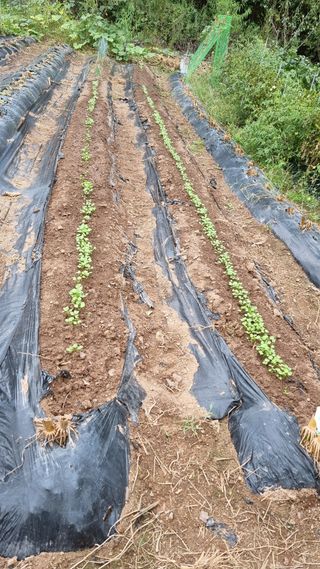 의성촌놈님의 기타작물 · 영농일지 작성글 사진