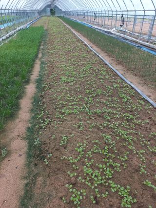 농민님의 파 · 영농일지 작성글 사진