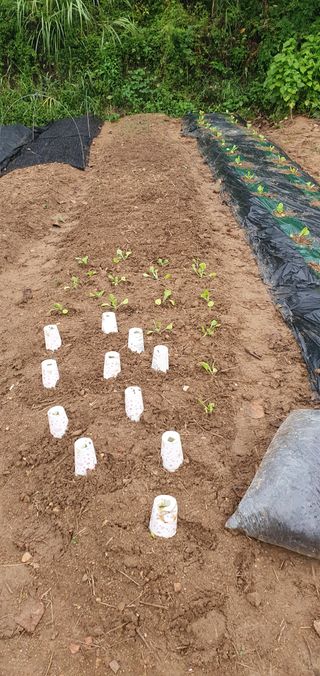 김영진님의 배추 · 영농일지 작성글 사진