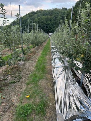 임영택님의 사과 · 영농일지 작성글 사진