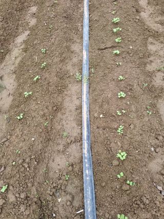 양파16728님의 기타작물 · 영농일지 작성글 사진