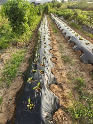 김영숙님의 배추 · 영농일지 작성글 사진