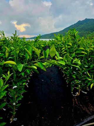 민성종묘(감귤묘목)님의 귤 · 영농일지 작성글 사진