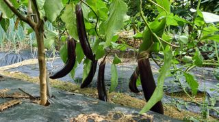 아침농원님의 기타작물 · 영농일지 작성글 사진