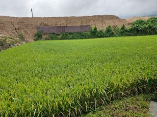 넥스젠님의 벼 · 영농일지 작성글 사진