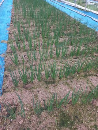 농민님의 파 · 영농일지 작성글 사진