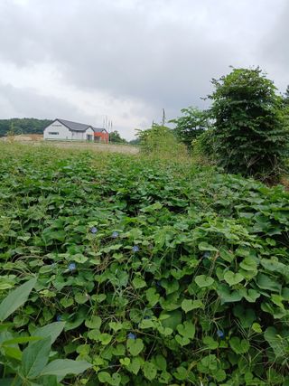 강지현님의 고구마 · 영농일지 작성글 사진
