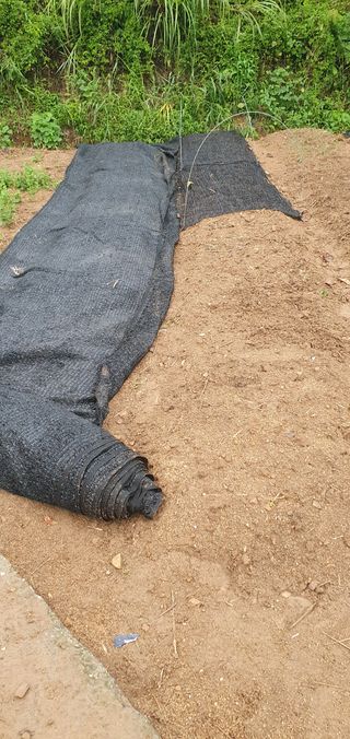 김영진님의 배추 · 영농일지 작성글 사진