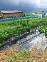 팜모닝 고추·영농일지 게시글 이미지