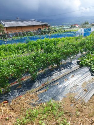 미카엘농장님의 고추 · 영농일지 작성글 사진