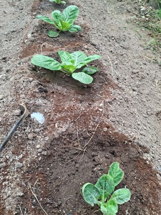 헤이쥬회원님의 배추 · 영농일지 작성글 사진