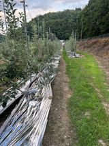 팜모닝 사과·영농일지 게시글 이미지