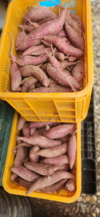 매화 순이밭님의 고구마 · 영농일지 작성글 사진