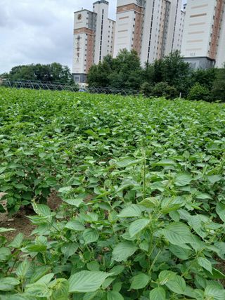 강지현님의 들깨 · 영농일지 작성글 사진