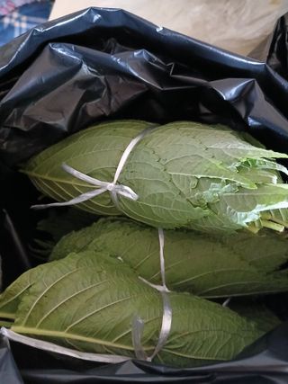 강지현님의 들깨 · 영농일지 작성글 사진