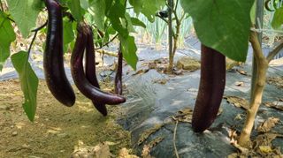 아침농원님의 기타작물 · 영농일지 작성글 사진