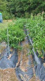 팜모닝 기타작물·영농일지 게시글 이미지