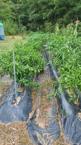 의성촌놈님의 기타작물 · 영농일지 작성글 사진