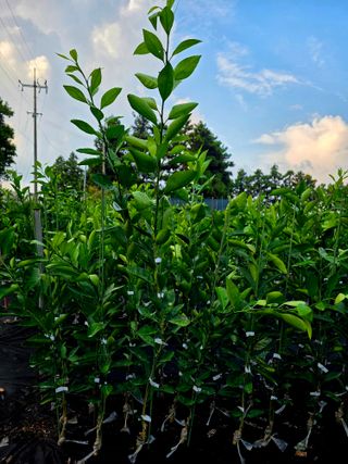민성종묘(감귤묘목)님의 귤 · 영농일지 작성글 사진